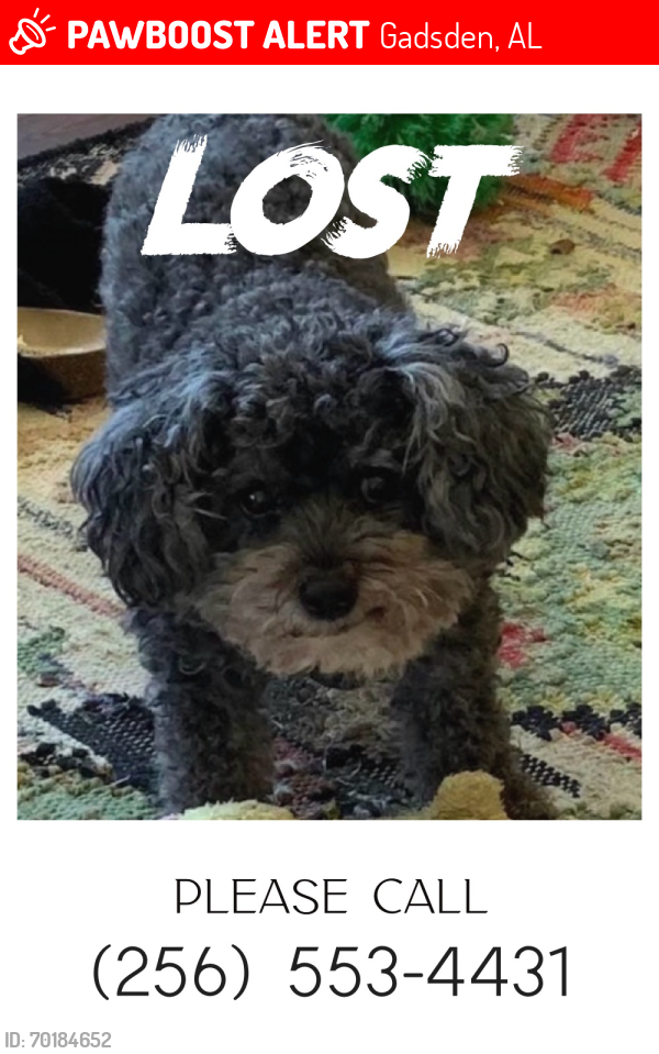 Lost Male Dog last seen Gadsden Country Club , Gadsden, AL 35901