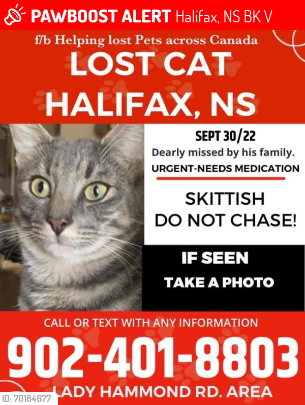 Lost Male Cat last seen Lady Hammond rd & Robie St , Halifax, NS B3K 5V3