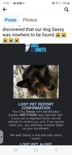 Lost Female Dog last seen N. Edgemoore, Bel Aire, KS 67220