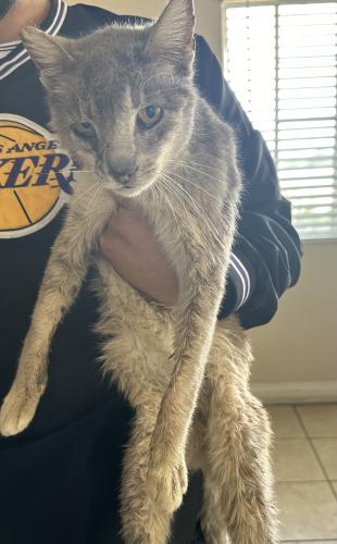 Lost Female Cat last seen Lakewood Blvd , Bellflower, CA 90706