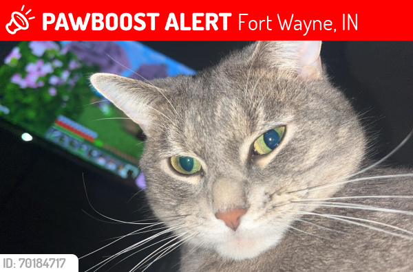 Lost Male Cat last seen Stonehedge Blvd. , Fort Wayne, IN 46835