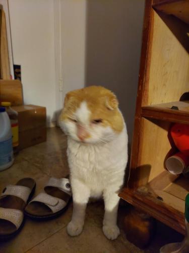 Lost Male Cat last seen South Story , Ruby, and MacAurther, Irving, TX 75060