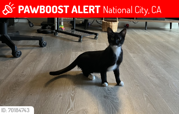 Deceased Male Cat last seen E 18th & Prospect St, National City, CA 91950