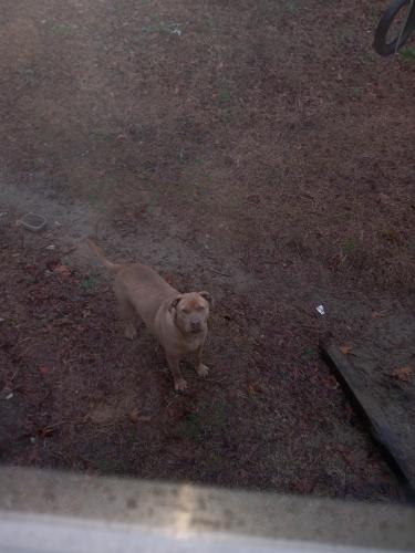 Lost Male Dog last seen Emmanuel church rd,and Bnl auto , West Columbia, SC 29170