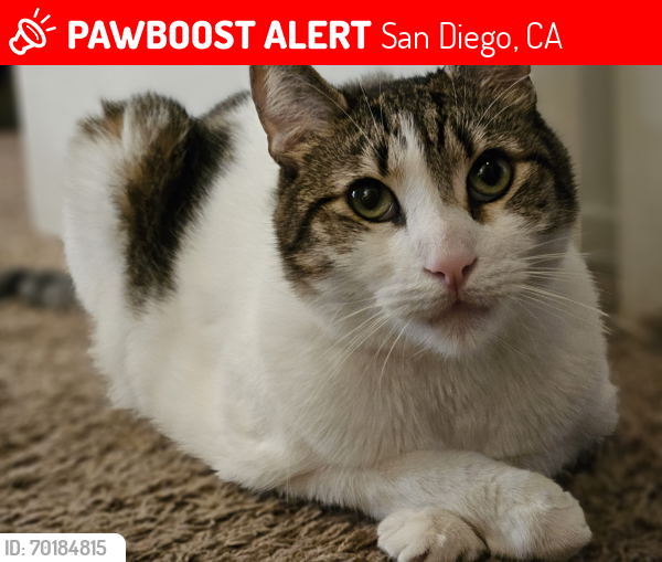 Lost Male Cat last seen Near Adobe Falls Road, San Diego, CA 92120