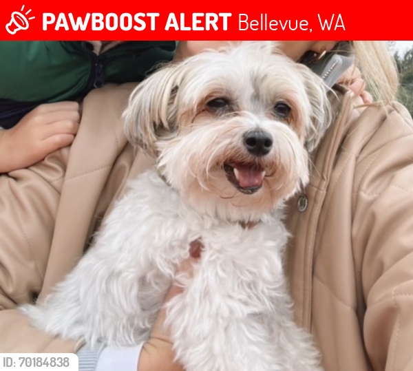 Lost Female Dog last seen Bellevue Way SE& SE THIRD ST, Bellevue, WA 98004