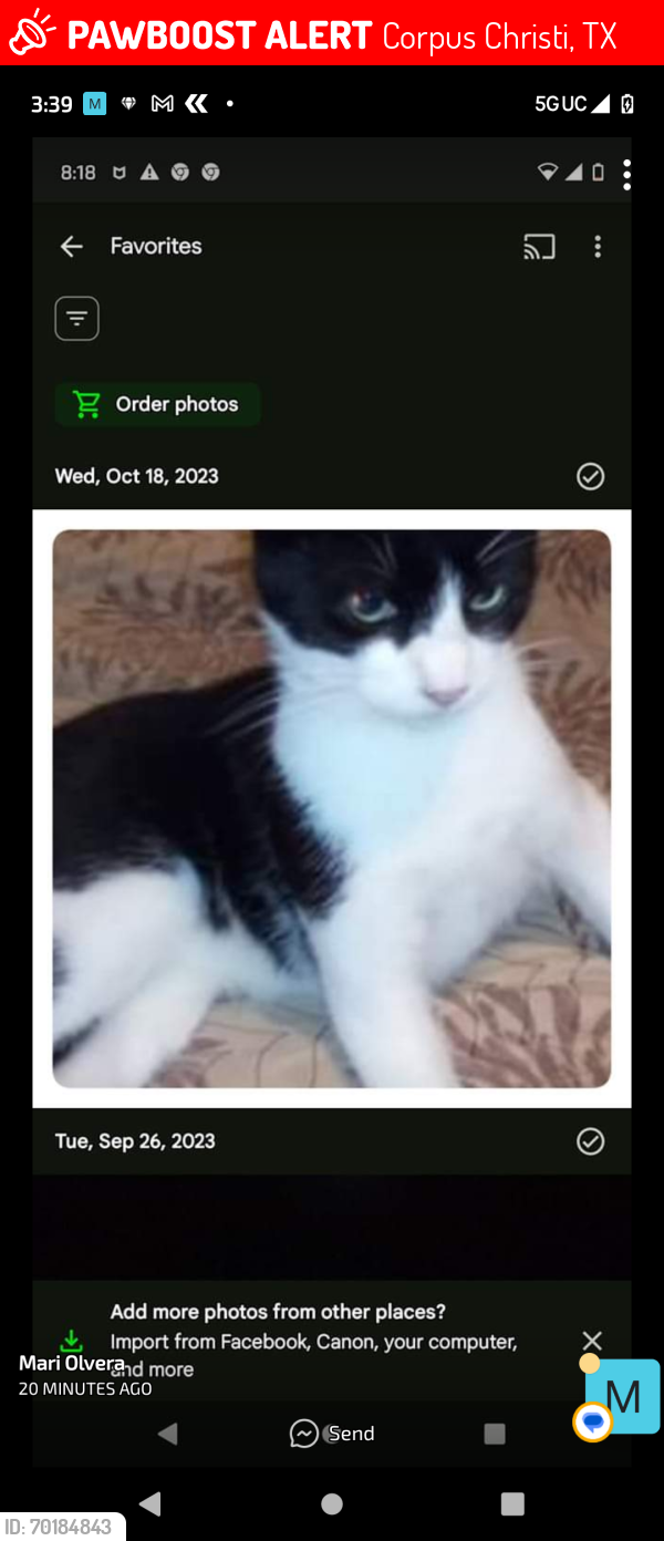 Lost Male Cat last seen Baldwin and navigation , Corpus Christi, TX 78408