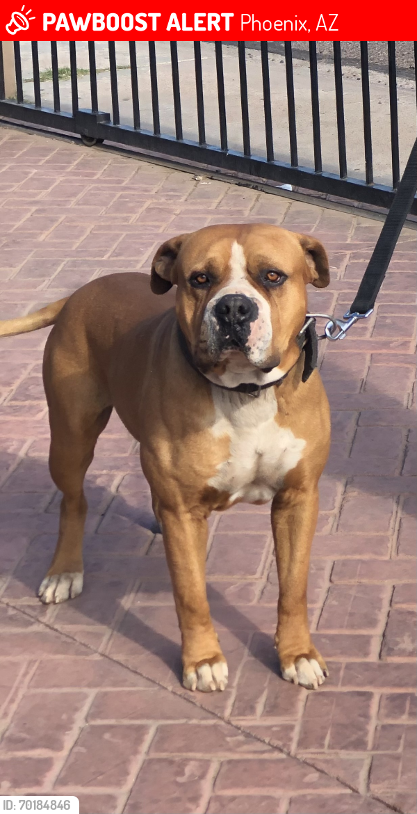 Lost Male Dog last seen Encanto, Phoenix, AZ 85035