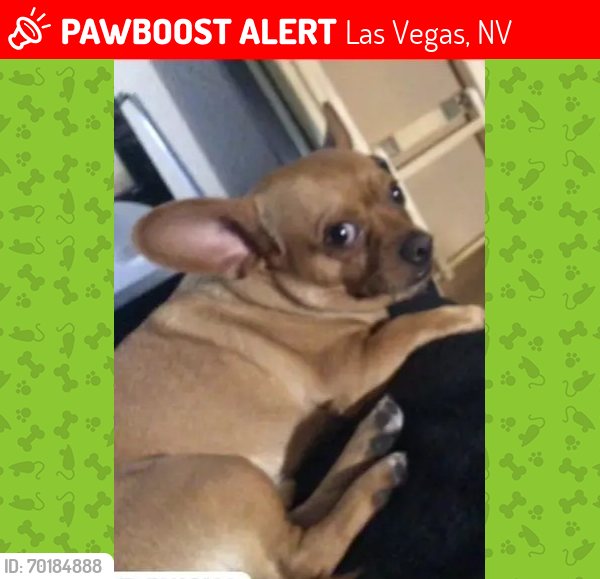 Lost Male Dog last seen San Angelo ave and Valley View , Las Vegas, NV 89102