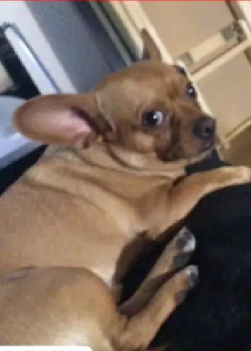 Lost Male Dog last seen San Angelo ave and Valley View , Las Vegas, NV 89102