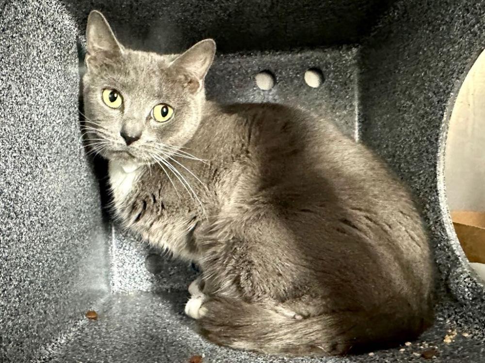 Shelter Stray Female Cat last seen Near Clarence Avenue, BRONX, NY, 10465, New York, NY 10029