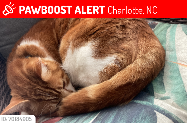Lost Male Cat last seen Lake hse apmts , Charlotte, NC 28210