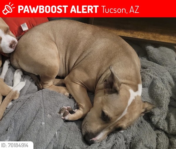Lost Female Dog last seen W Ruthrauff Rd & N La Cholla Blvd , Tucson, AZ 85705