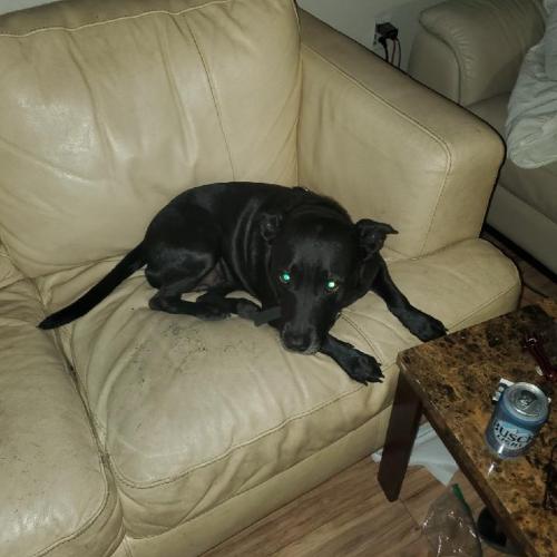 Lost Female Dog last seen 148th street  she is black with white on chest and chin please people out there help me find my dog please I'm about to go crazy.my name is Jerry Dunn she is chipped.my Mom put me in jail and called the pound on my dog thank everybody, Hillsborough County, FL 33549