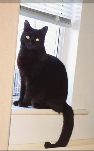 Lost Female Cat last seen Station Road , Winsford, England CW7