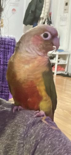 Lost Male Bird last seen Intersection a block before the park, a street with loads of trees, Queens, NY 11373