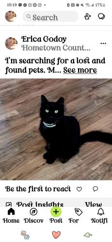 Lost Male Cat last seen Country Club and Drexel , Tucson, AZ 85706
