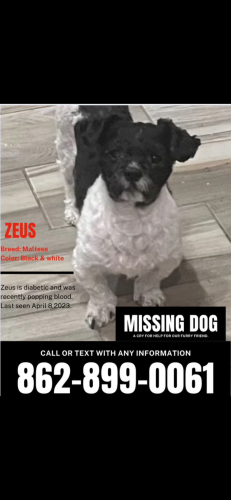 Lost Male Dog last seen 22nd st and broadway , Paterson, NJ 07504