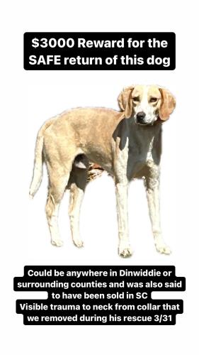 Lost Male Dog last seen Dinwiddie, Dinwiddie County, VA 23833