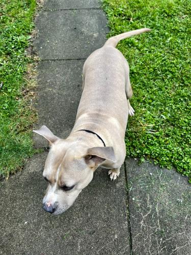 Found/Stray Female Dog last seen Frebis Ave near Champion, Columbus, OH 43215
