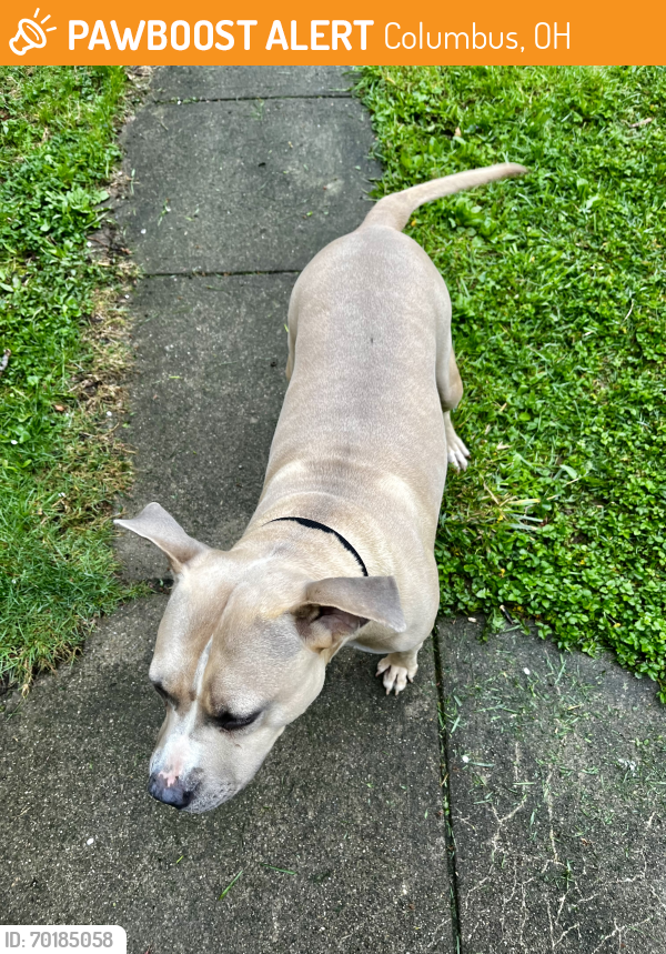 Found/Stray Female Dog last seen Frebis Ave near Champion, Columbus, OH 43215