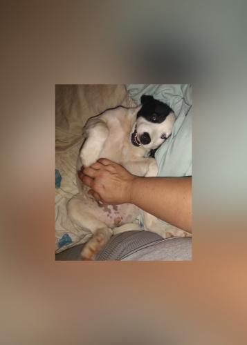 Lost Female Dog last seen Gas tanks, Anderson County, SC 29627