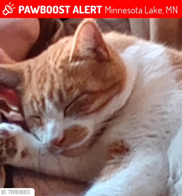 Lost Male Cat last seen Corner of 2nd Ave & Anne St Minnesota Lake Minnesota, Minnesota Lake, MN 56068