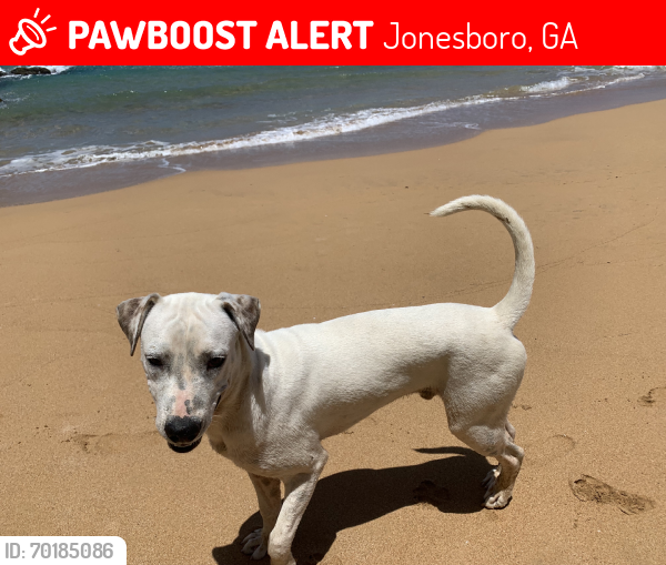 Lost Male Dog last seen headed toward Feagin Woods neighborhood and or near Clayton County water dept ponds, Jonesboro, GA 30236