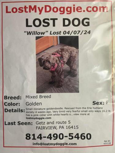 Lost Female Dog last seen Avonia beach (private property), Fairview, PA 16415