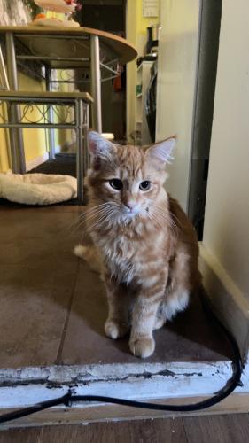 Lost Male Cat last seen new road, Fratton, England 
