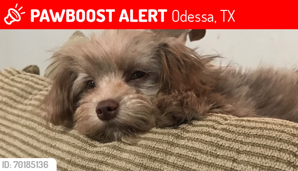 Lost Male Dog last seen Between Dixie and center street , Odessa, TX 79761