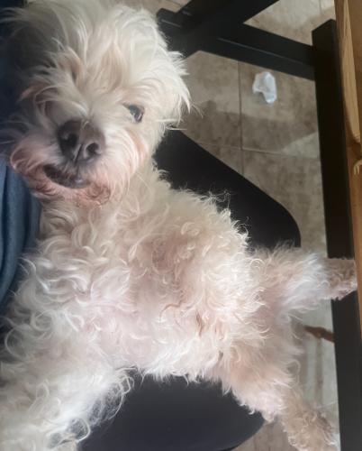 Lost Male Dog last seen Ray rd and Eastmark parkway, Mesa, AZ 85212