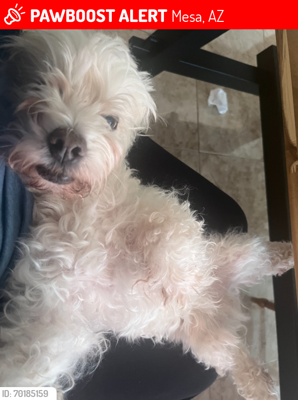 Lost Male Dog last seen Ray rd and Eastmark parkway, Mesa, AZ 85212