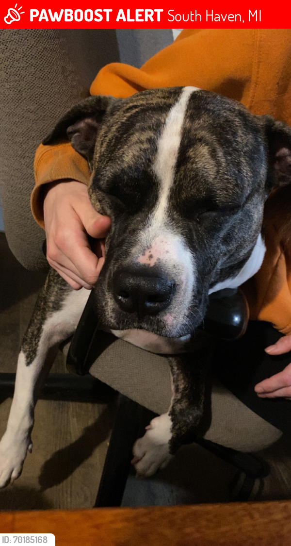 Lost Male Dog last seen 67st on the kalhaven trail, South Haven, MI 49090