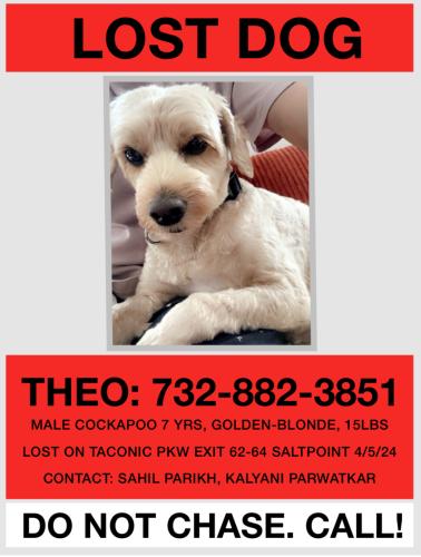Lost Male Dog last seen Route 199 heading towards Millerton, Pine Plains, NY 12567