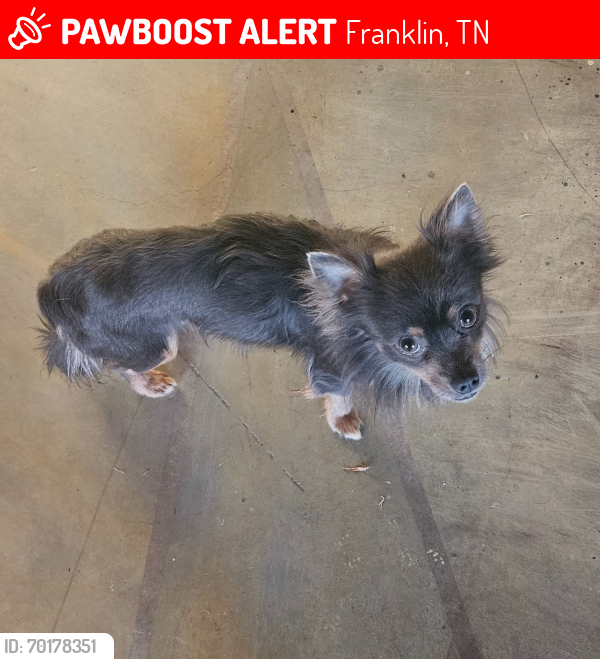Lost Male Dog last seen Spotted in McKay's Mill area as well as off Oxford Glen Dr between Clovercroft Rd and Hwy 96, Franklin, TN 37067