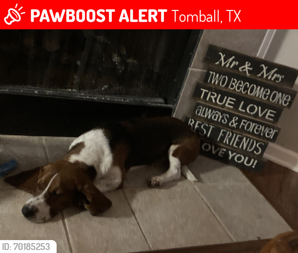 Lost Male Dog last seen Sandy Bank Dr in Three Lakes Village, Tomball, TX 77375