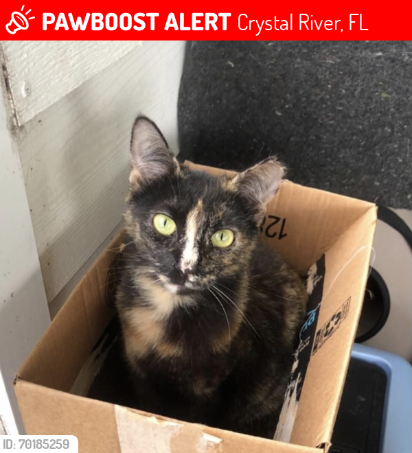 Lost Female Cat last seen W Riverwood Drive and W Notch Path, Crystal River, FL 34428