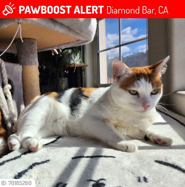 Lost Female Cat last seen Diamond Bar Blvd/Kiowa Crest, Diamond Bar, CA 91765