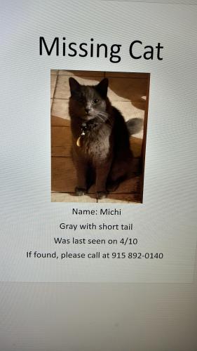 Lost Male Cat last seen Near Rockbridge ave, El Paso, TX 79938