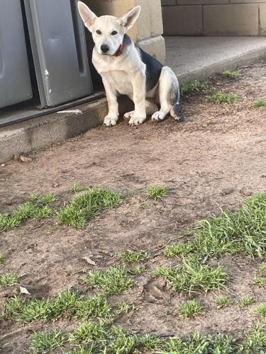 Found/Stray Female Dog last seen Indstrial Blvd, Euless, TX 76039