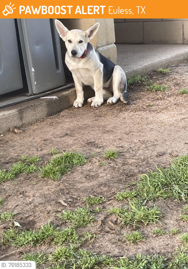 Found/Stray Female Dog last seen Indstrial Blvd, Euless, TX 76039