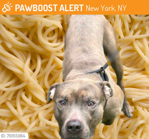 Shelter Stray Male Dog last seen Barnes Avenue, BRONX, NY, 10467, New York, NY 10029