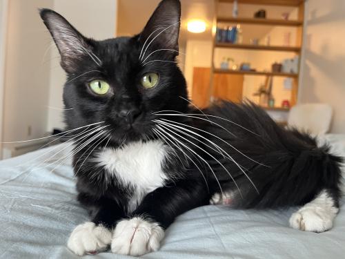 Lost Male Cat last seen Hudson Place and Hudson Street, Ithaca, NY 14850