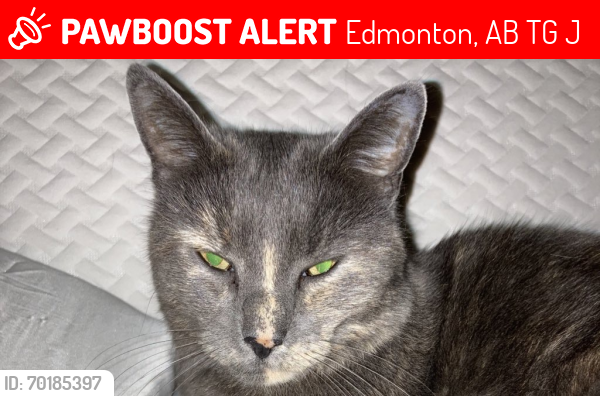 Lost Female Cat last seen Across the street from Vanguard College, Edmonton, AB T5G 2J8