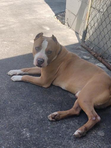 Lost Male Dog last seen Kathy Lane & Walker Street, Fultondale, AL 35068