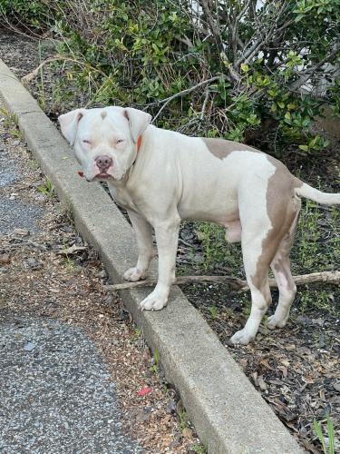 Lost Male Dog last seen Near Gill Road, Memphis, TN 38109