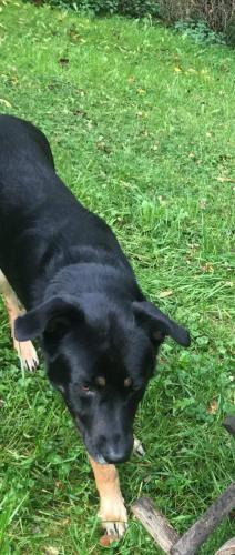Lost Male Dog last seen Sprague , Beckley, WV 25801