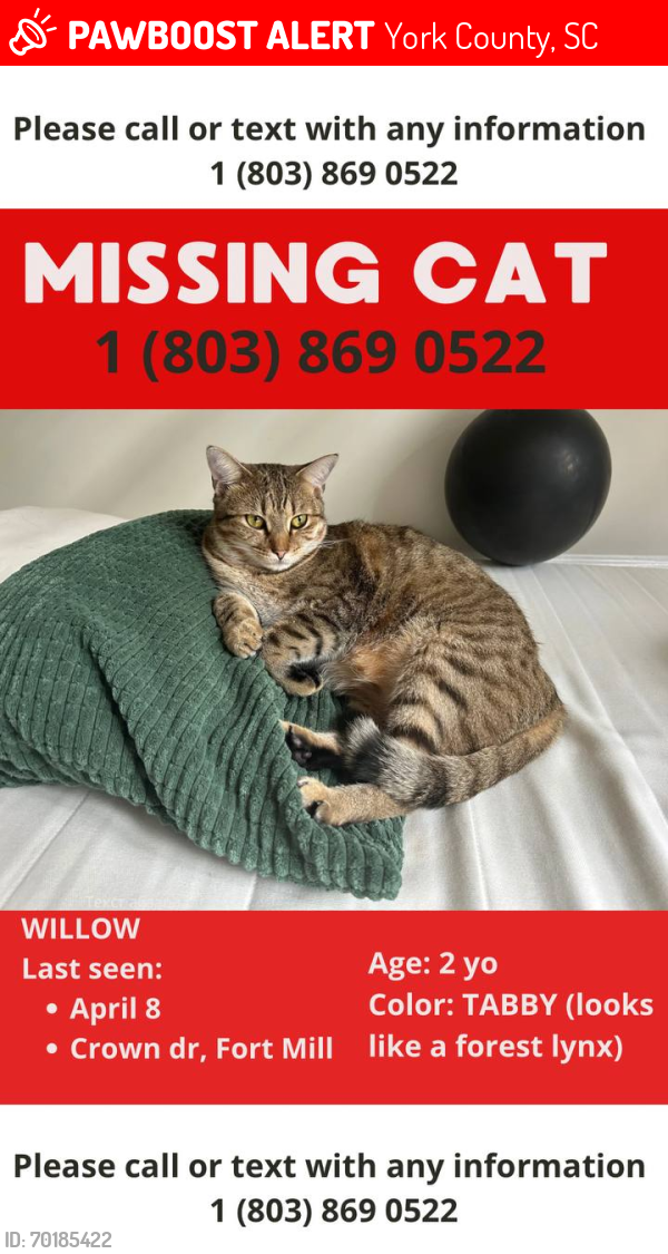 Lost Female Cat last seen Crown dr, Fort Mill, York County, SC 29708
