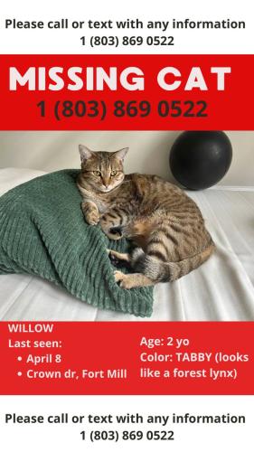Lost Female Cat last seen Crown dr, Fort Mill, York County, SC 29708